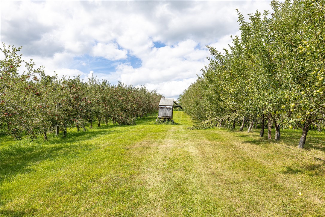 7780 Cold Springs Road Bath, NY 14810 - Photo 39 of 50 Lush orchard rows frame a rustic wooden outbuilding under a bright, cloud-filled sky.
