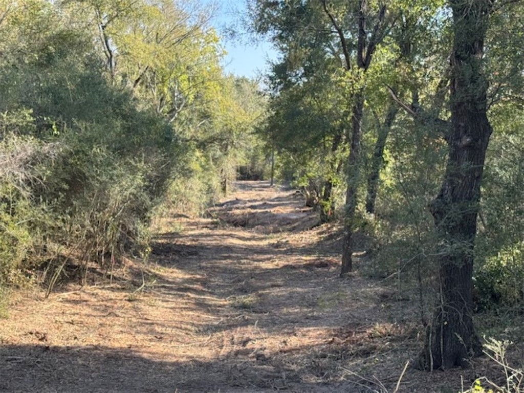 Tbd Sweed Road Washington, TX 77880 - Photo 13 of 25 a view of dirt yard with a large tree