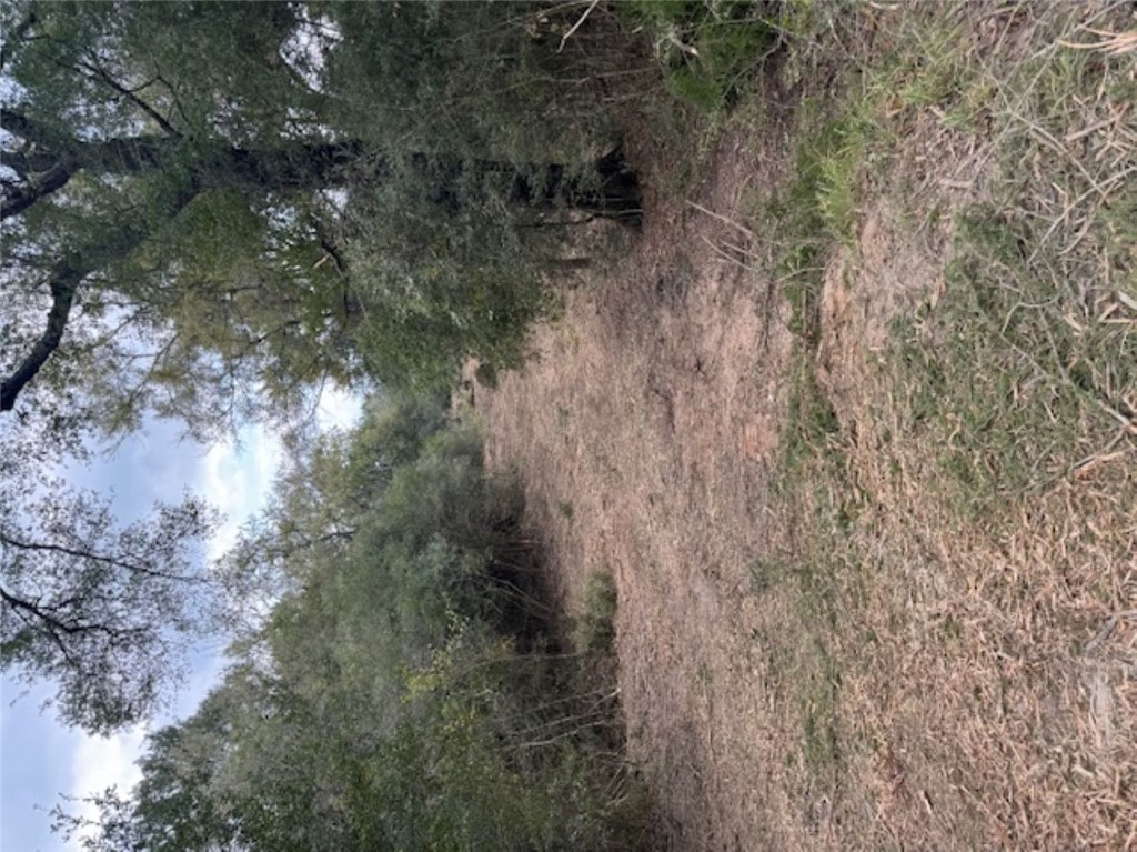Tbd Sweed Road Washington, TX 77880 - Photo 20 of 25 a view of a forest with trees in the background