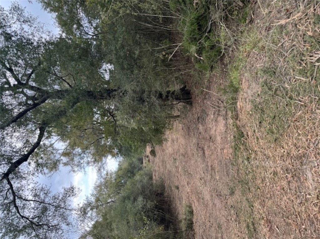 Tbd Sweed Road Washington, TX 77880 - Photo 21 of 25 a view of a forest with trees in the background