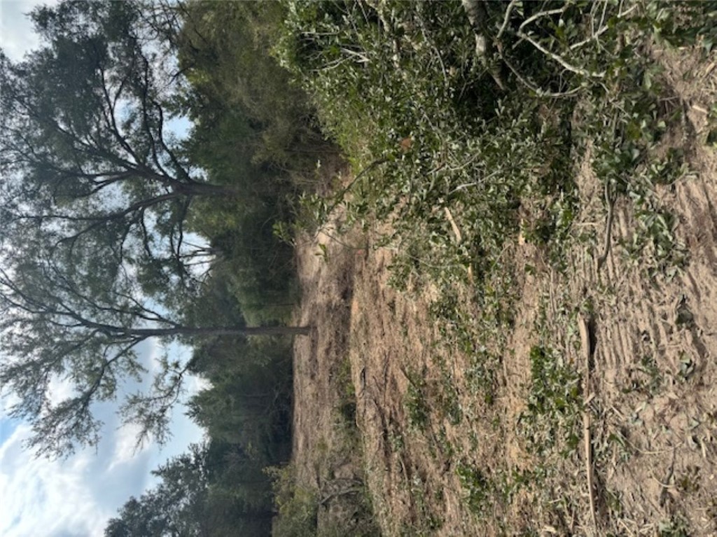 Tbd Sweed Road Washington, TX 77880 - Photo 23 of 25 a view of a forest with a tree