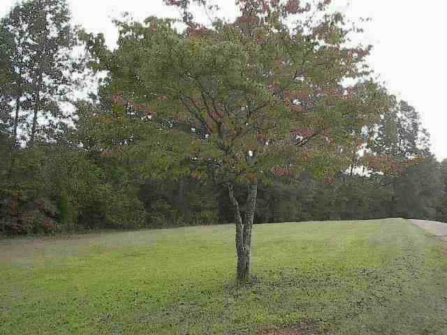 448 Pleasant Grove Road Pickens, SC 29671 - Photo 4 of 7