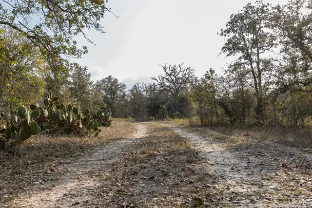 a view of a forest with trees in the background