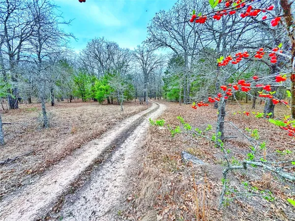 a small garden covered with tall trees