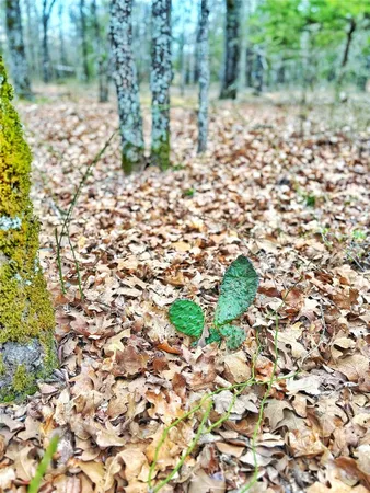 a view of a yard with plants and large trees