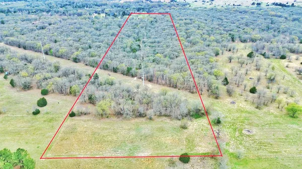 a close up of a plant in a garden