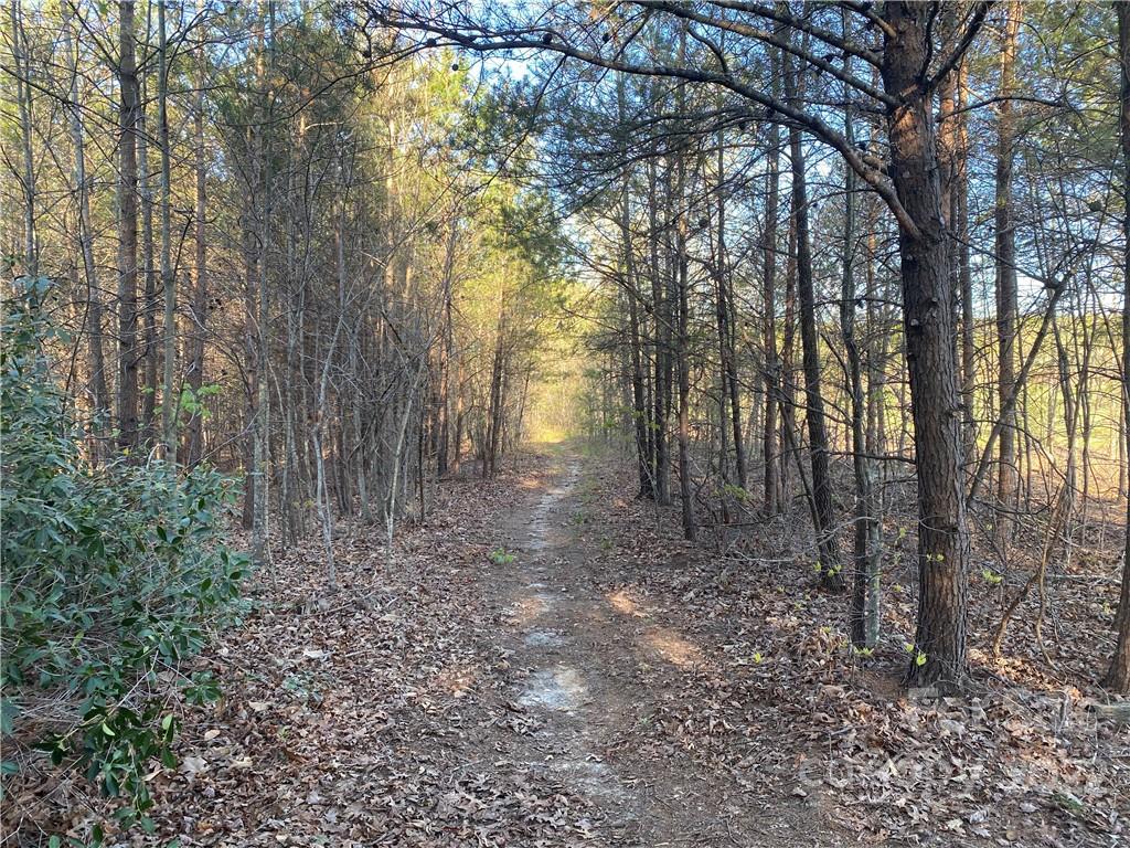 3242 Landrum Road Columbus, NC 28722 - Photo 10 of 11 a view of a forest with trees in the background