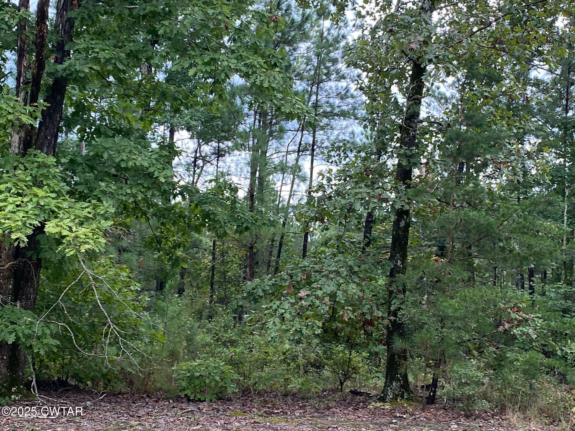 364 Hopewell Church Road Finger, TN 38334 - Photo 1 of 3 a view of a forest with trees in front of it