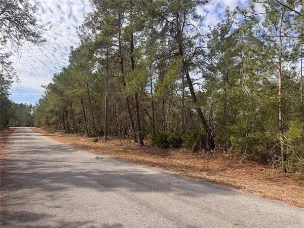 a view of a forest with trees