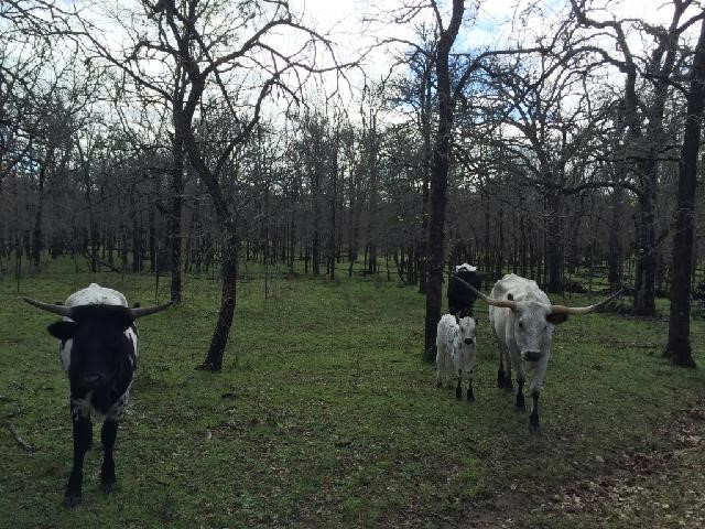 26-a 9 & 11 Old Colony Line Road Lockhart, TX 78644 - Photo 1 of 1