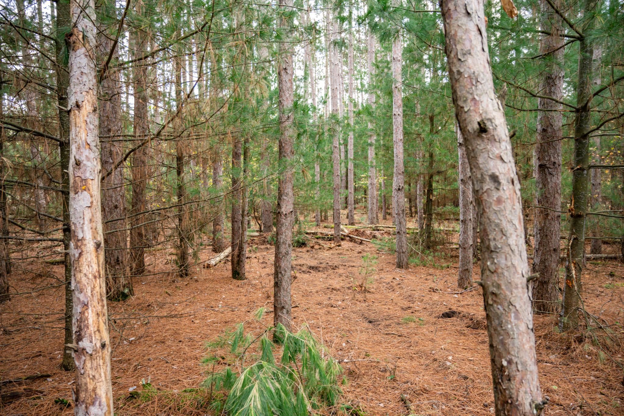 Lot 87 20th Arkdale, WI 54613 - Photo 10 of 25