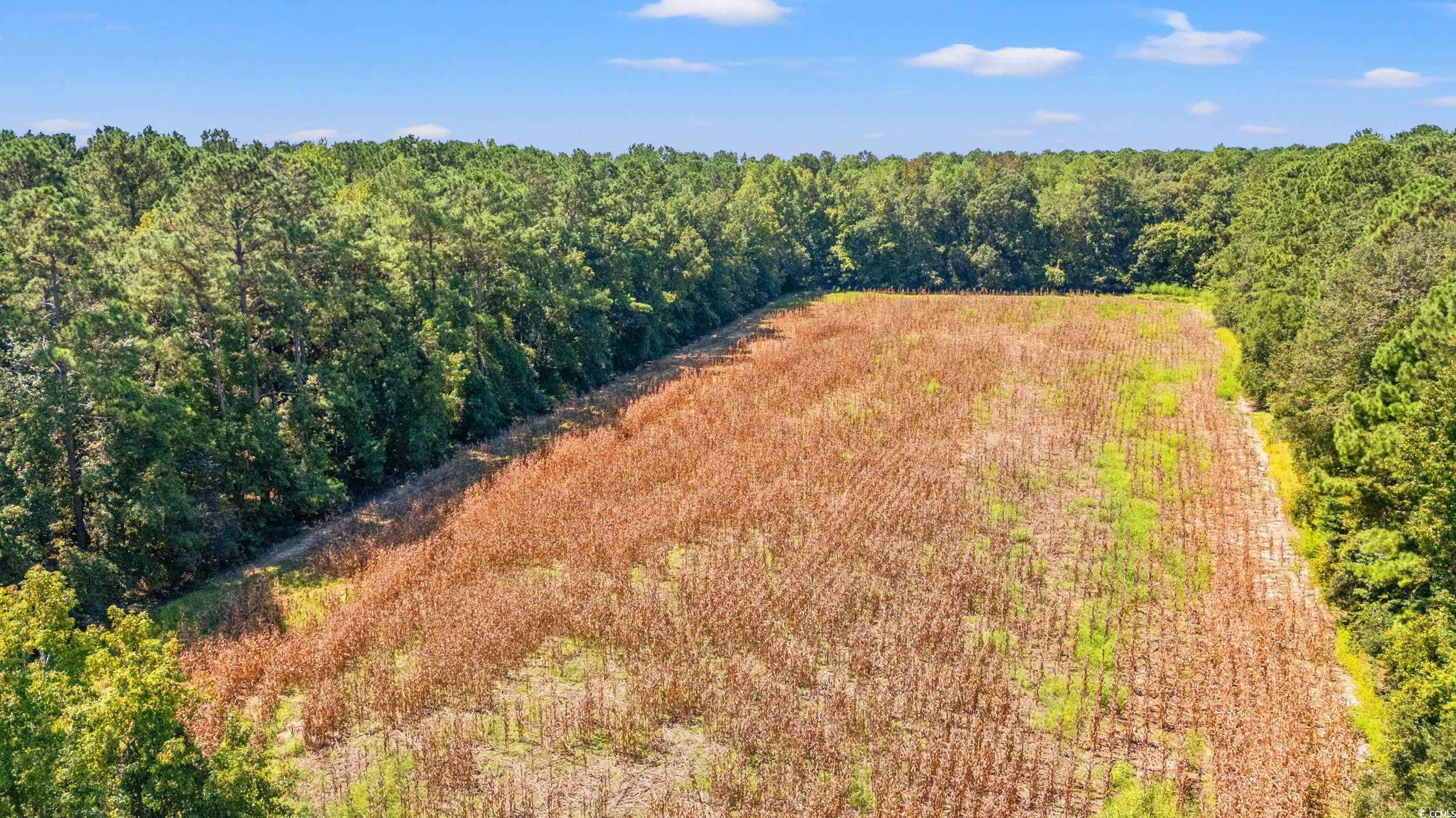 Tbd Myrtle W Drive Loris, SC 29569 - Photo 12 of 12 Aerial view of a forest