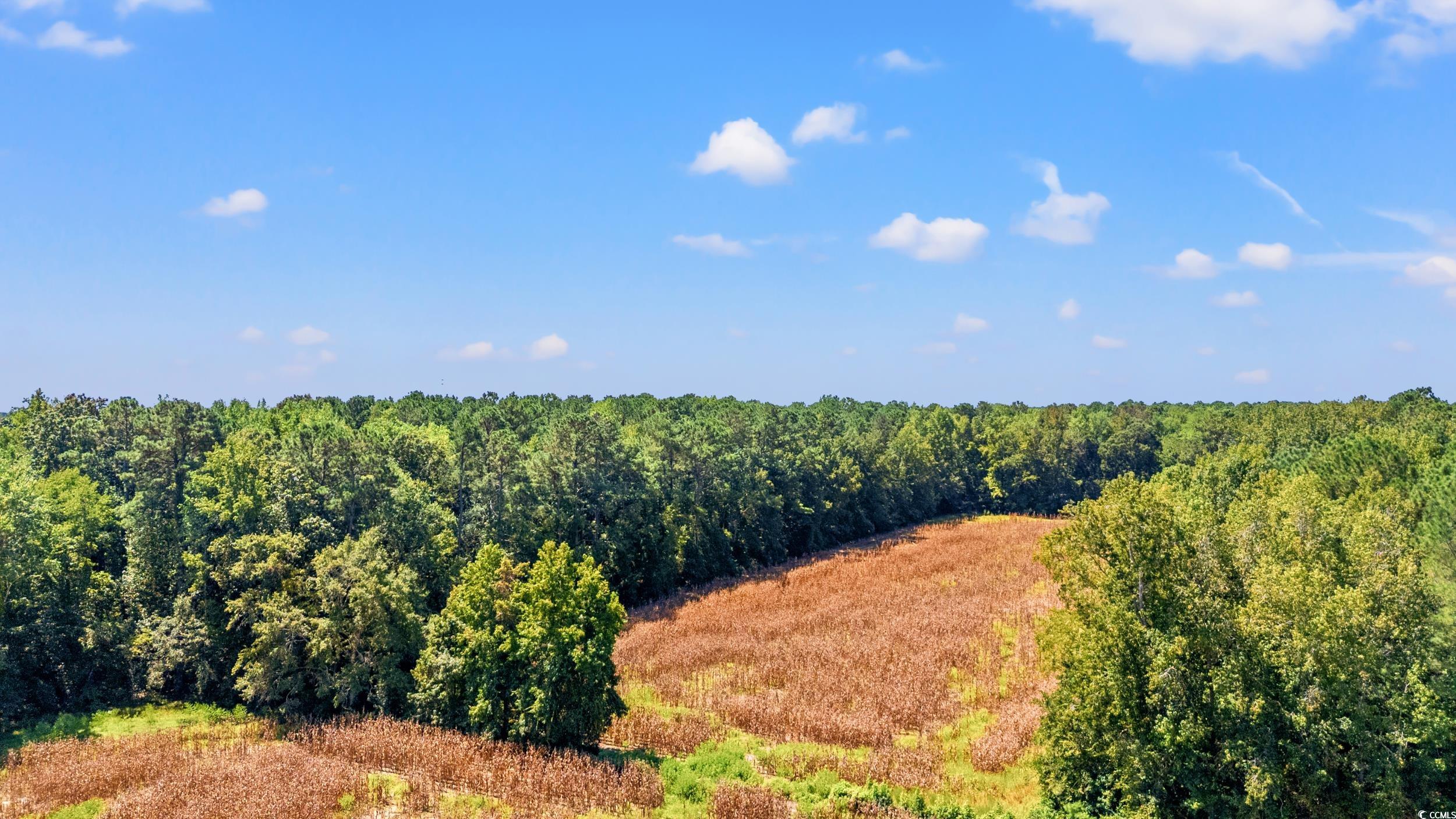 Tbd Myrtle W Drive Loris, SC 29569 - Photo 6 of 12 Drone / aerial view of a forest