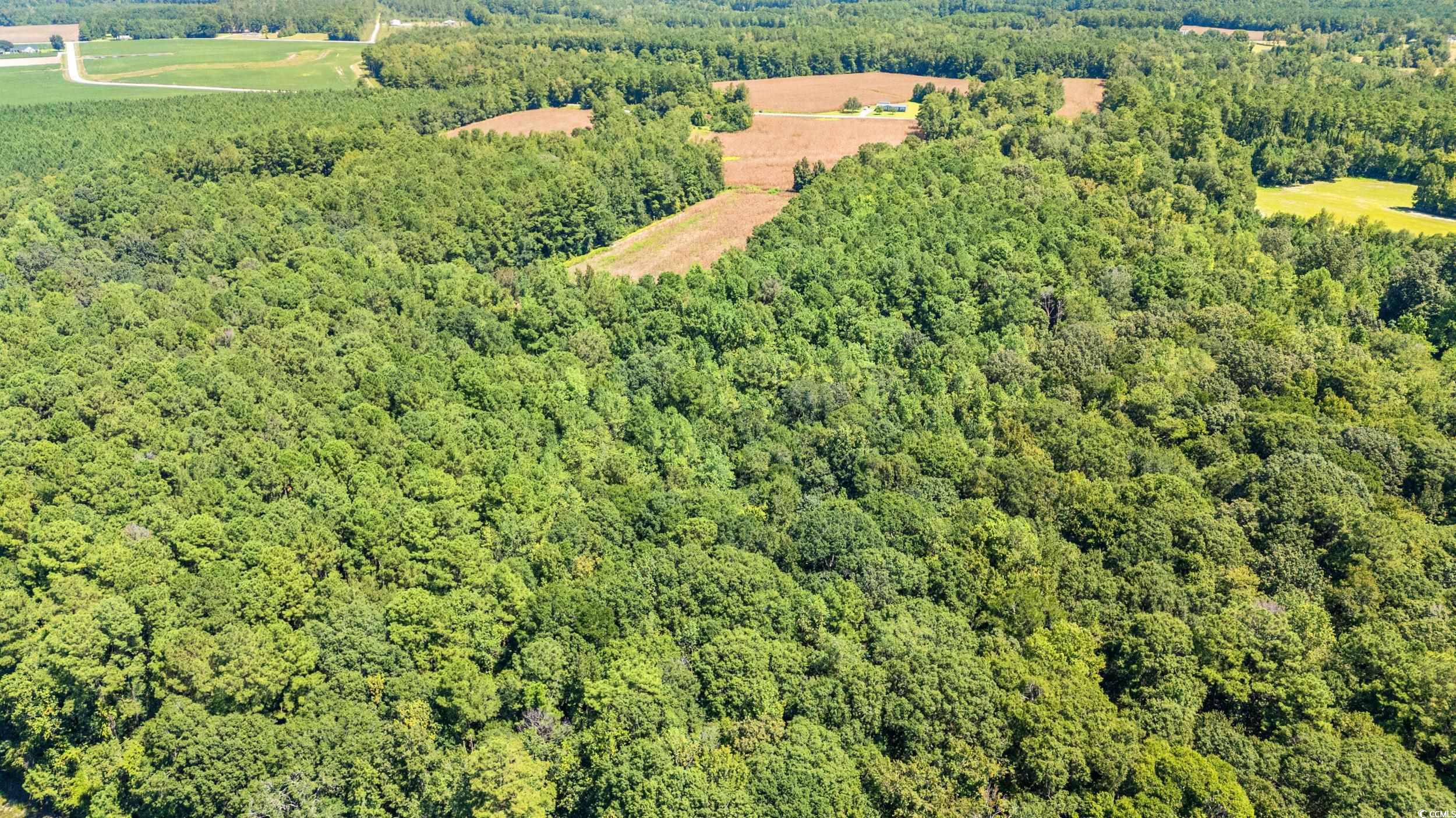 Tbd Myrtle W Drive Loris, SC 29569 - Photo 10 of 12 Aerial view of a forest