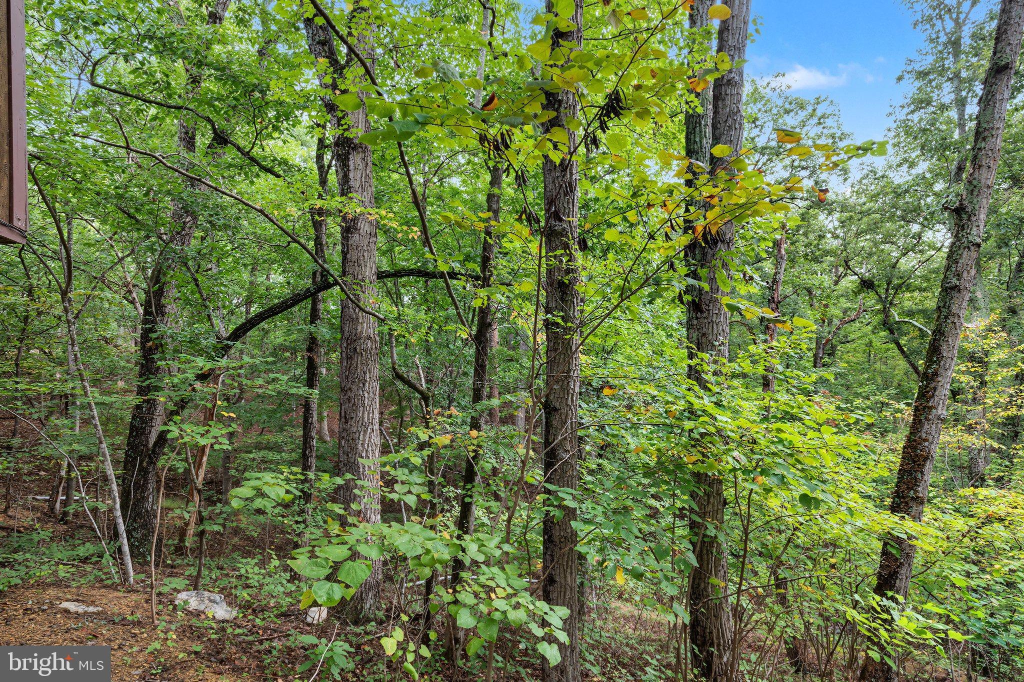 1272 Shipwreck Road Shenandoah, VA 22849 - Photo 25 of 37 BY1A2721-ABSALT-SEPT2026 20