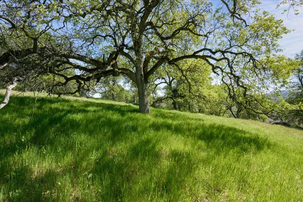 a view of yard with green space