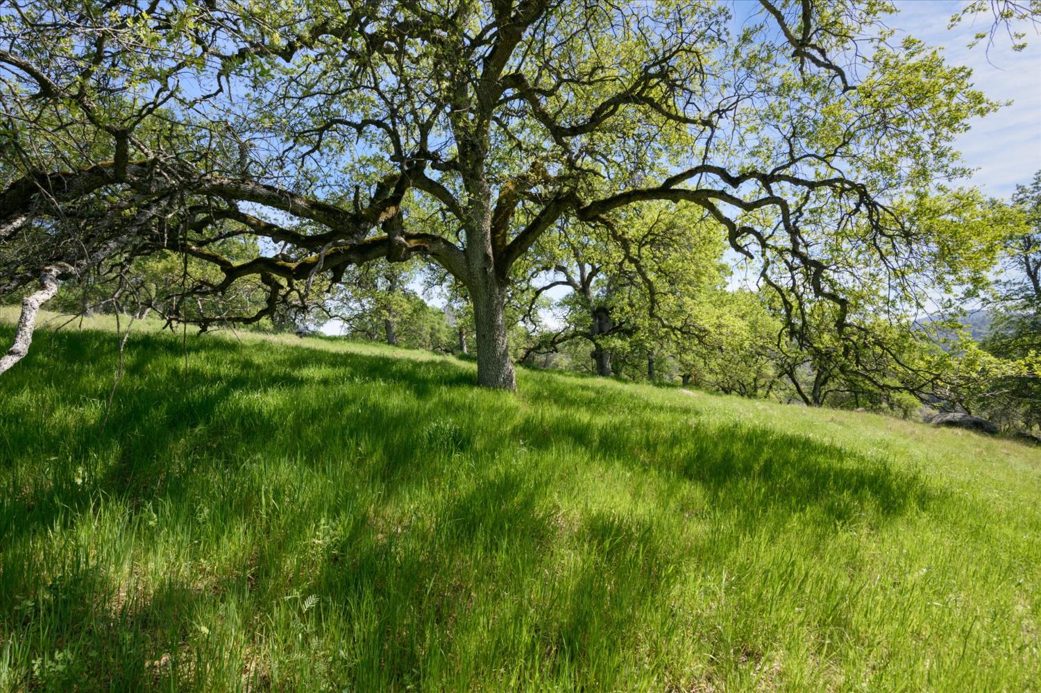 0 3460 Almosta Road Placerville, CA 95667 - Photo 2 of 17 MAJESTIC OAK TREES