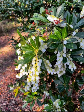 $750,000 | 1509 West Palmetto Fort Drive, Mount Pleasant, SC 29466