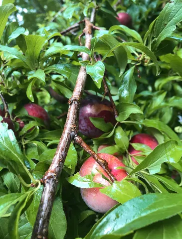 $750,000 | 1509 West Palmetto Fort Drive, Mount Pleasant, SC 29466