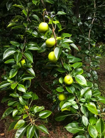 $750,000 | 1509 West Palmetto Fort Drive, Mount Pleasant, SC 29466