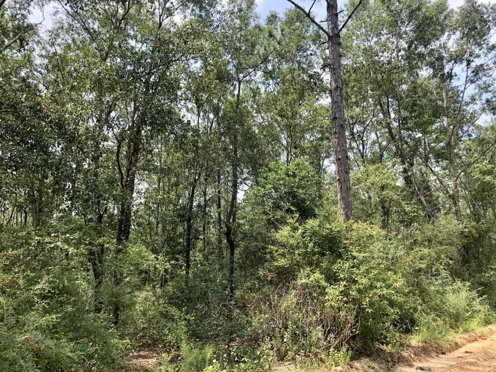 0 Private Road McIntosh, AL 36553 - Photo 6 of 21