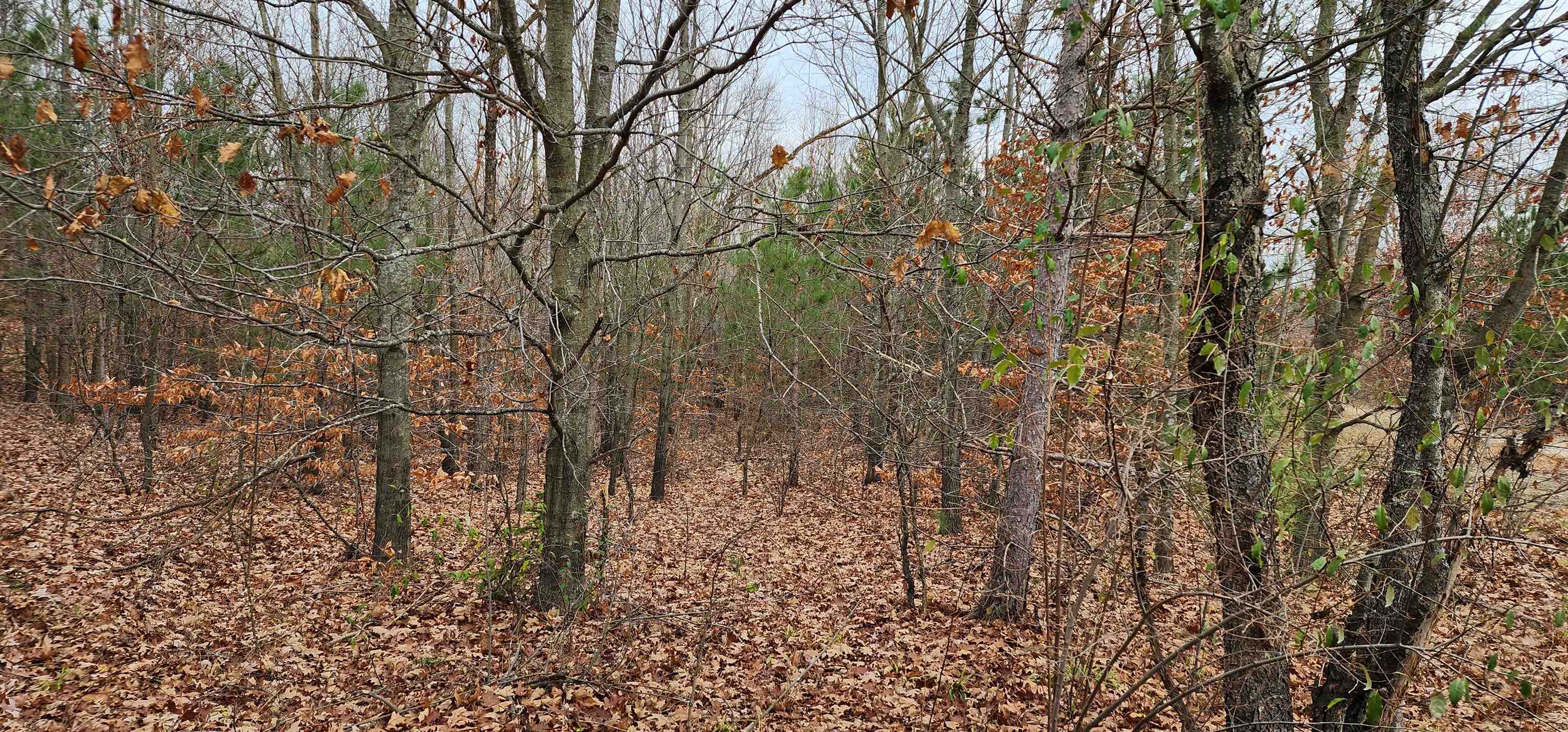 8.59 West Phelps Road Manton, MI 49663 - Photo 5 of 26 1906535-4.JPG