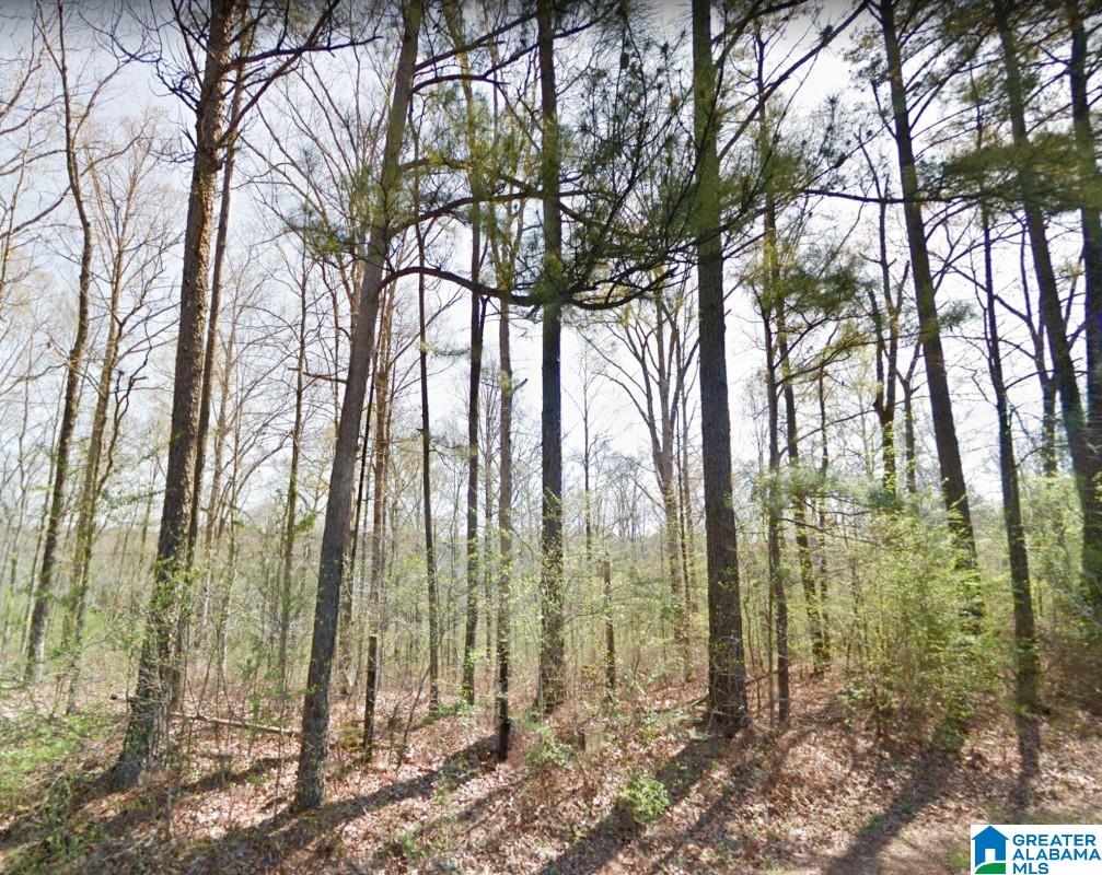 Akins Miller Road Jasper, AL 35501 - Photo 12 of 13