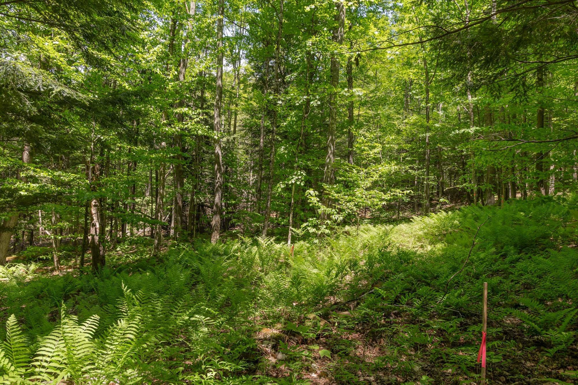 1243 North Hollow Road Stowe, VT 05672 - Photo 2 of 14