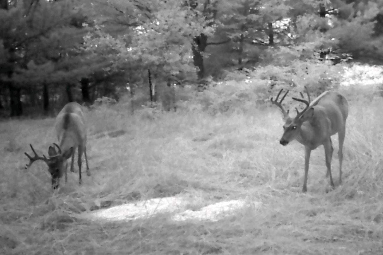 10635 Nimberger Road Lakeview, MI 48850 - Photo 15 of 18 15 Deer Cam Pic