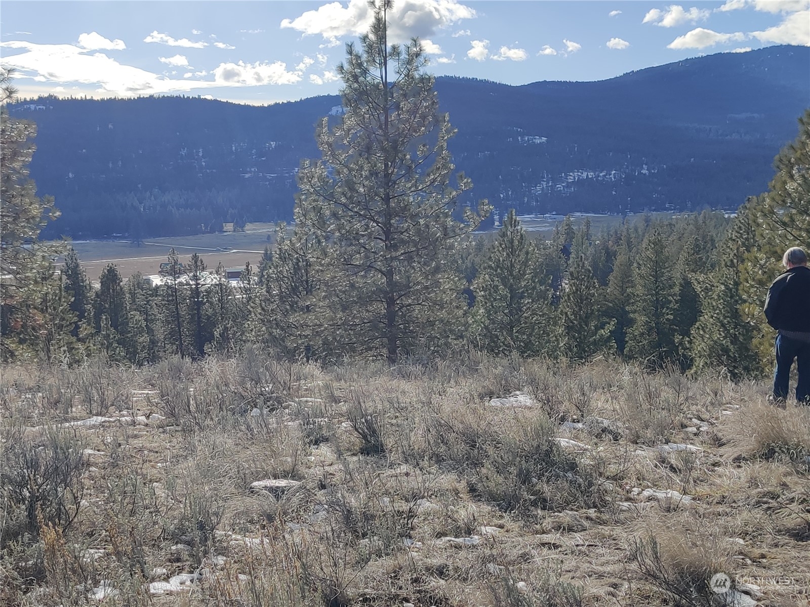 73 Main Road Tonasket, WA 98855 - Photo 3 of 16 a view of a dry yard with trees