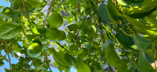 a view of a tree