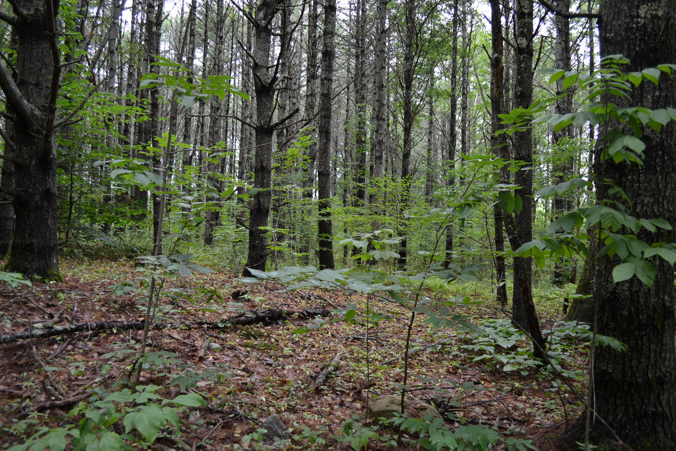 55 Brown Road Nobleboro, ME 04555 - Photo 3 of 5 DSC_0772