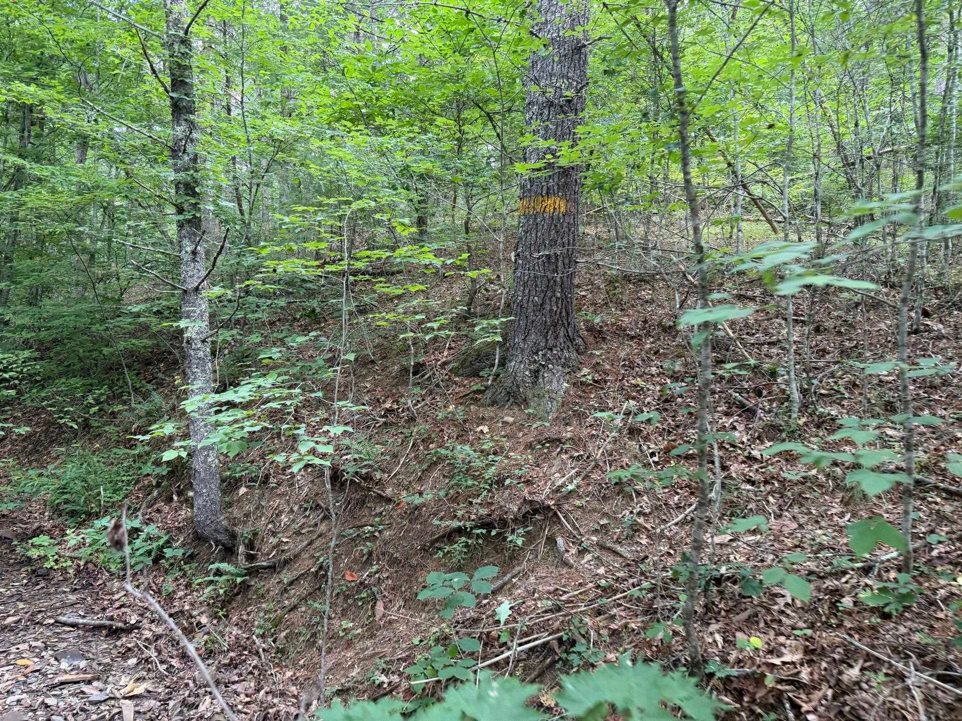 Tbd Short Ridge Drive Bland, VA 24315 - Photo 27 of 125 Gallery Image 27