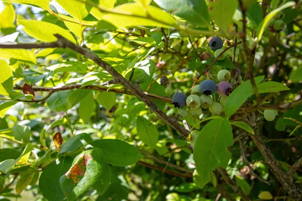 $350,000 | 1247 High Ridge Road, Waterford, VT 05819