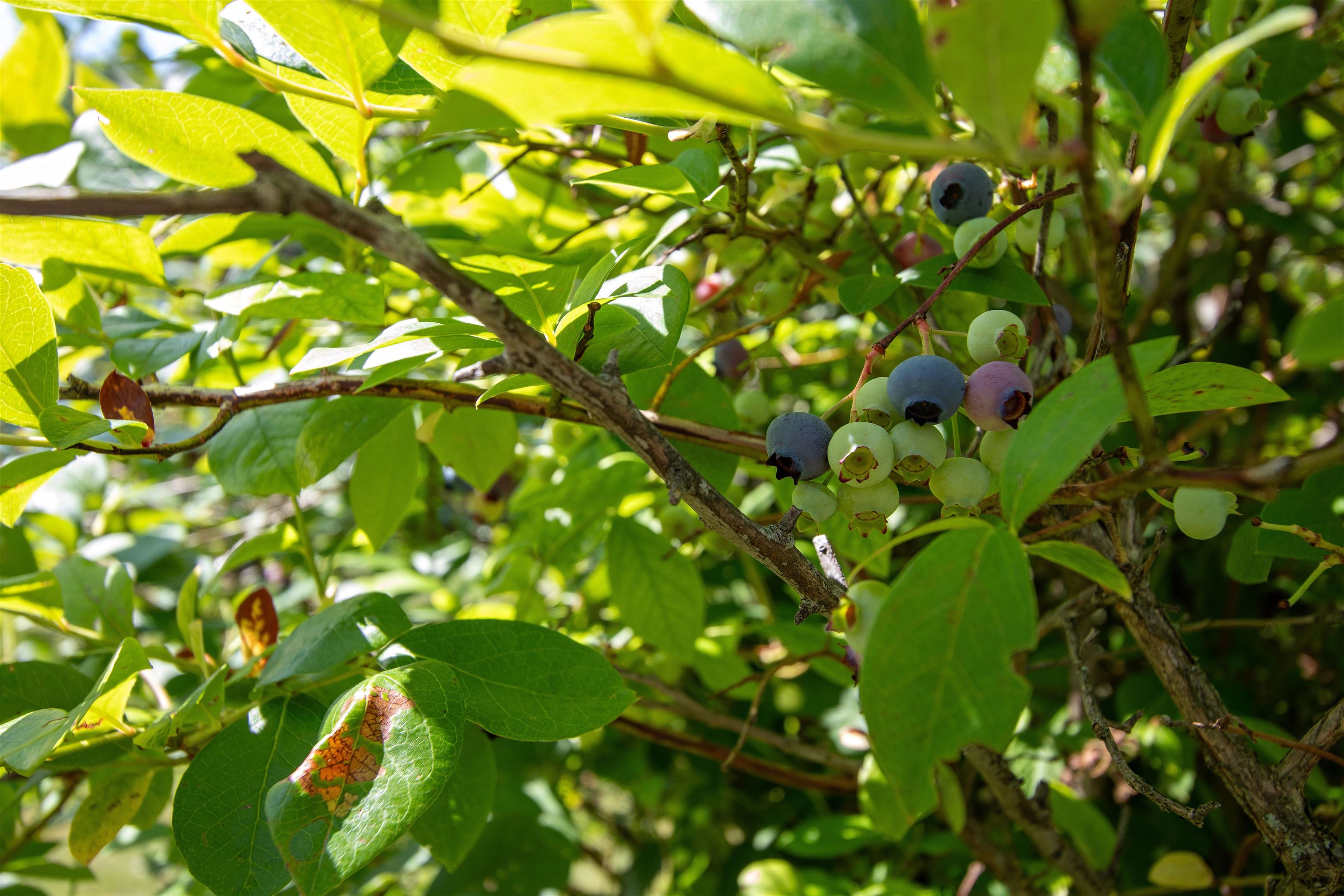 1247 High Ridge Road Waterford, VT 05819 - Photo 50 of 57