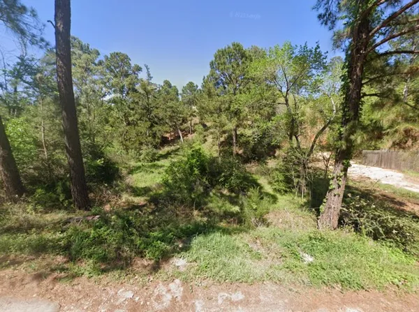 a view of a forest with a tree