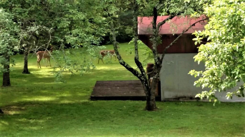 821 Sand Hill Road Irvine, KY 40336 - Photo 59 of 78 And deer love apples!