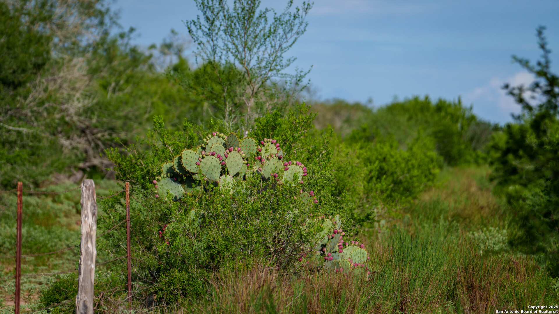 Tbd County Road 243 Concepcion, TX 78349 - Photo 8 of 29