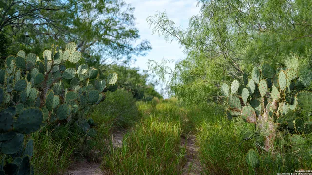 $361,205 | Tbd County Road 243, Concepcion, TX 78349