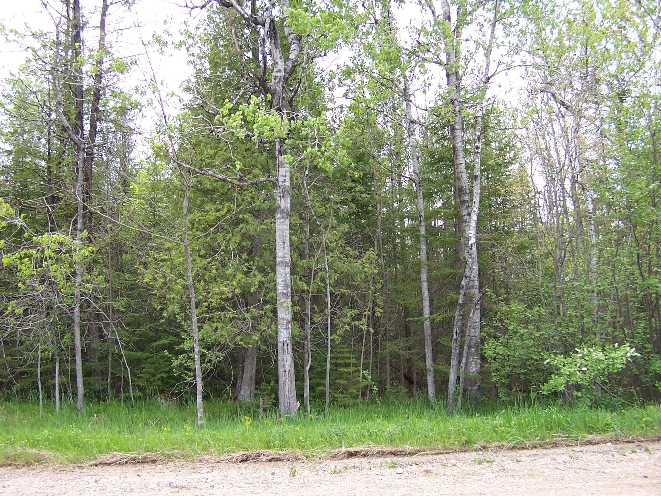 Paradise Lake Road Levering, MI 49755 - Photo 4 of 7