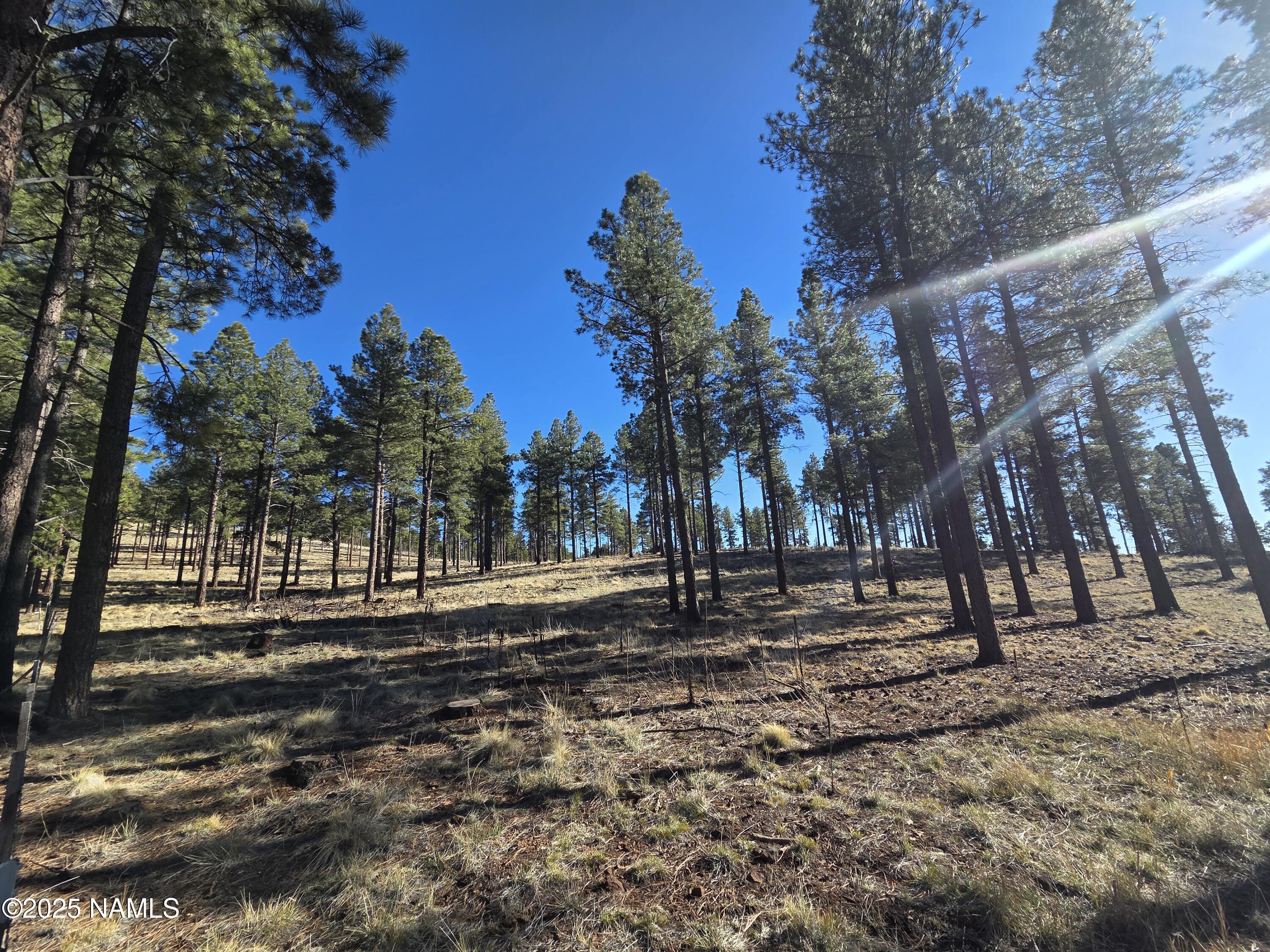 13398 Fallow Deer Road Parks, AZ 86018 - Photo 15 of 32 National Forest View SE