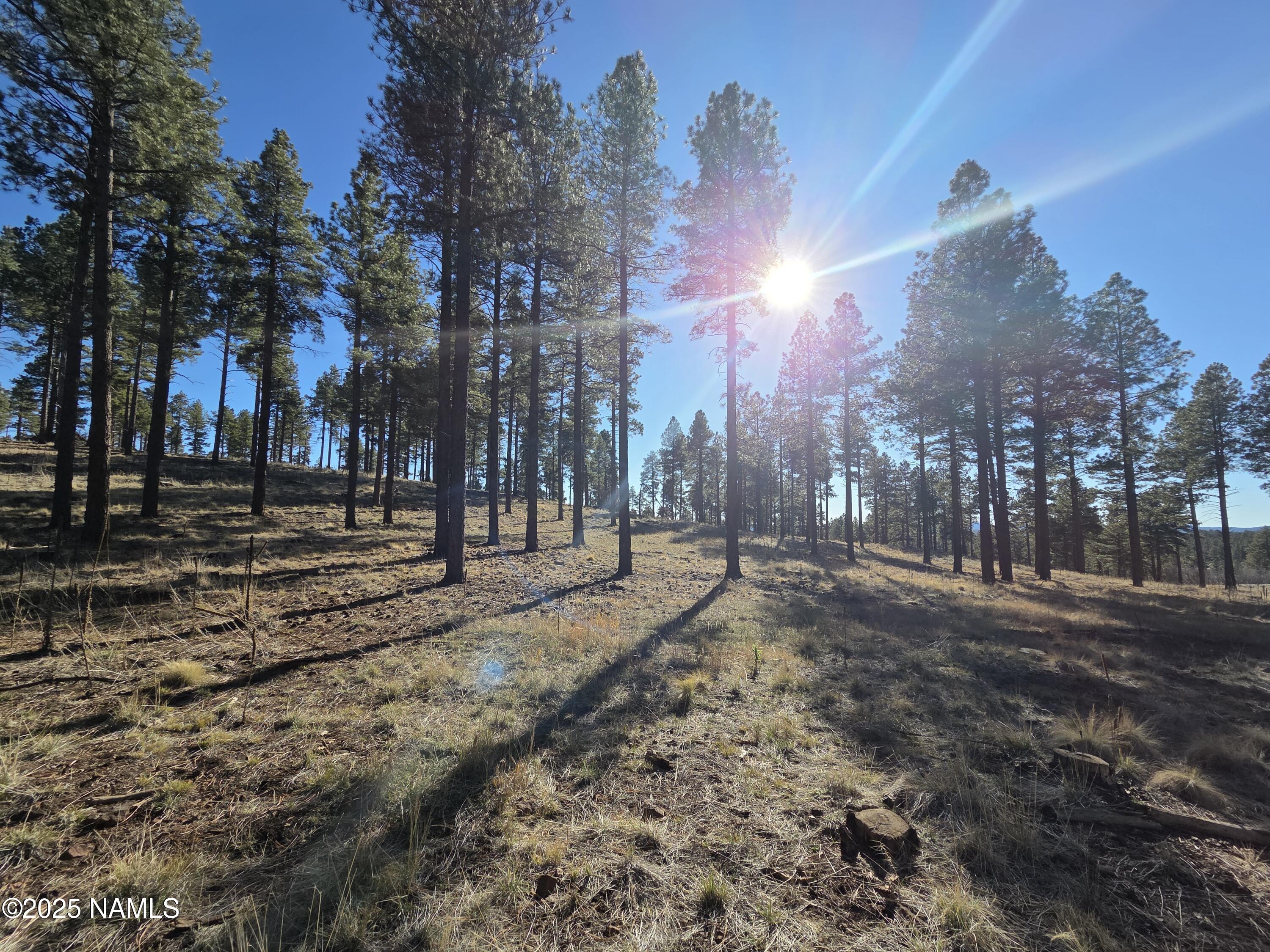 13398 Fallow Deer Road Parks, AZ 86018 - Photo 16 of 32 National Forest View S