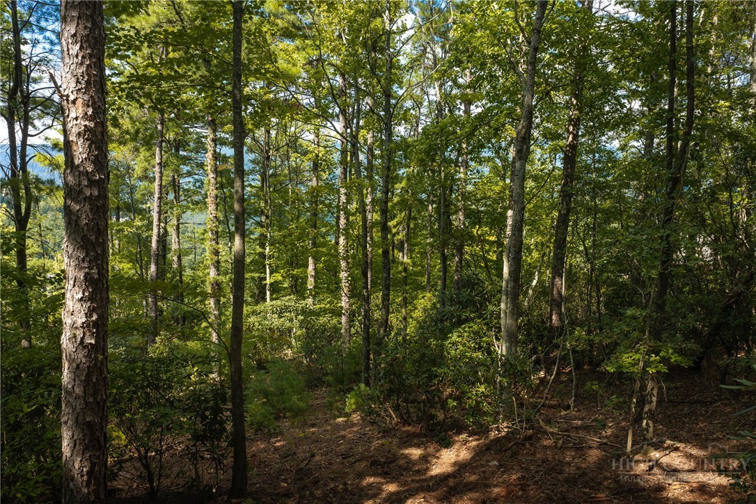 327 Lyreleaf Trail Boone, NC 28607 - Photo 10 of 50 Gallery Image 10