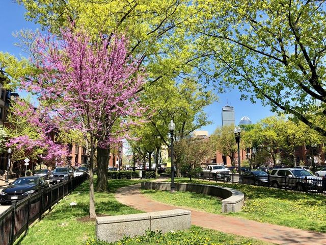 a view of a park with large trees