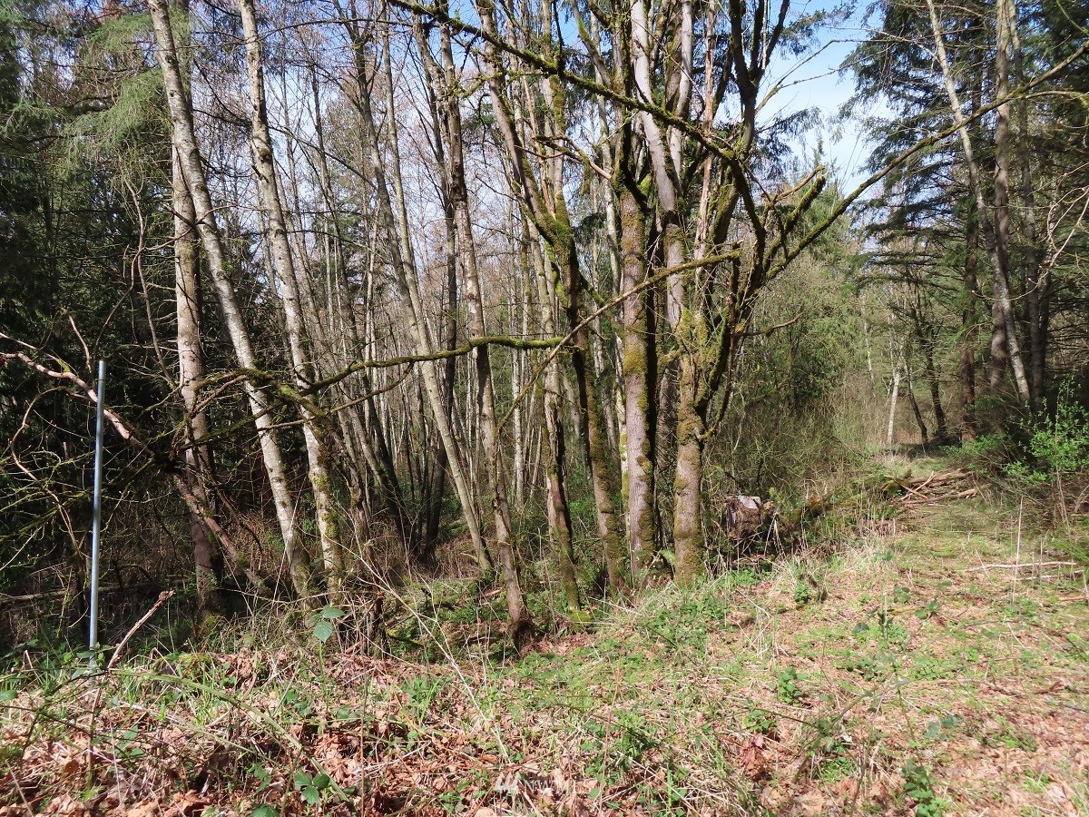 -xxx Templin Road South Roy, WA 98580 - Photo 14 of 25 Gallery Image 14