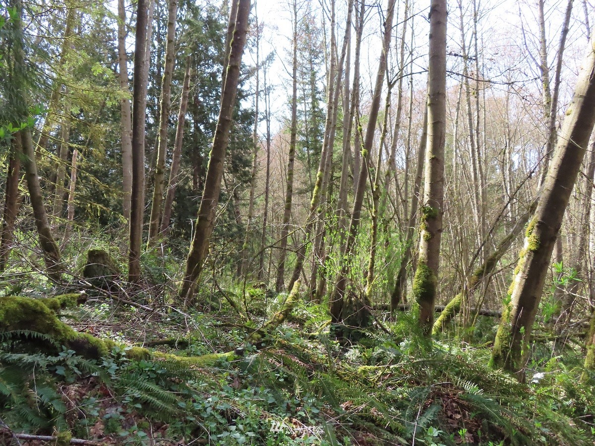 -xxx Templin Road South Roy, WA 98580 - Photo 17 of 25 Gallery Image 17