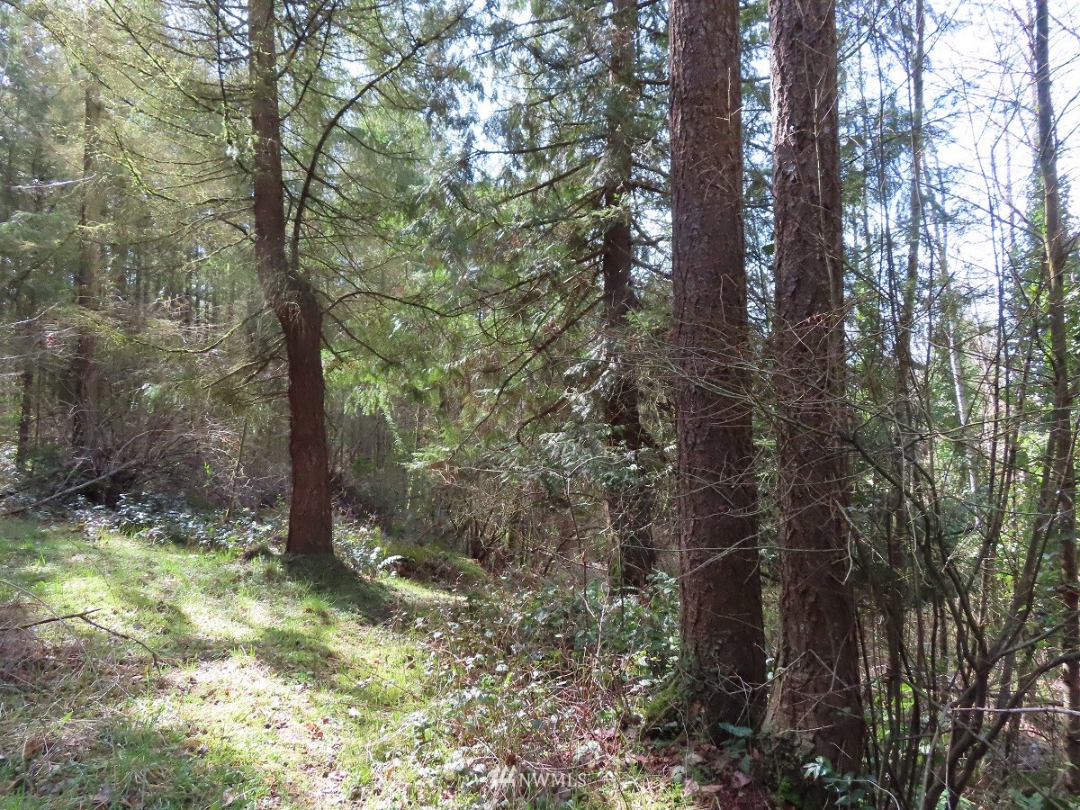 -xxx Templin Road South Roy, WA 98580 - Photo 4 of 25 Gallery Image 4