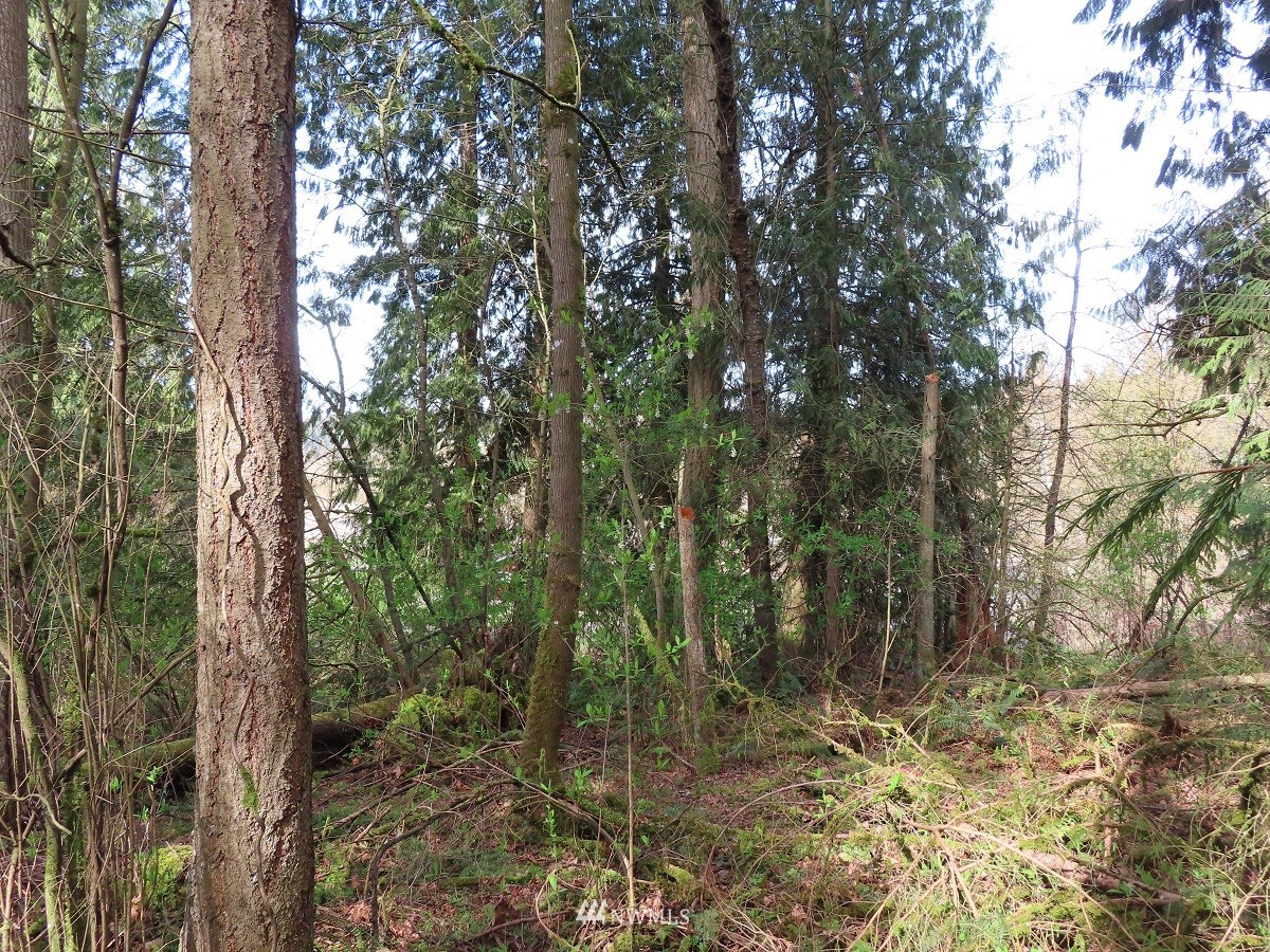 -xxx Templin Road South Roy, WA 98580 - Photo 6 of 25 Gallery Image 6