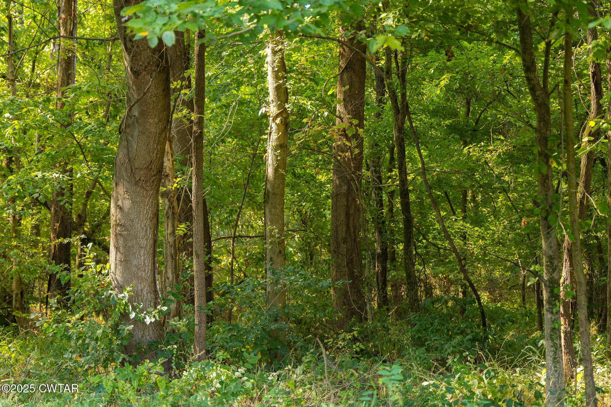380 State Line Road South Fulton, TN 38257 - Photo 5 of 20 FT8A0559