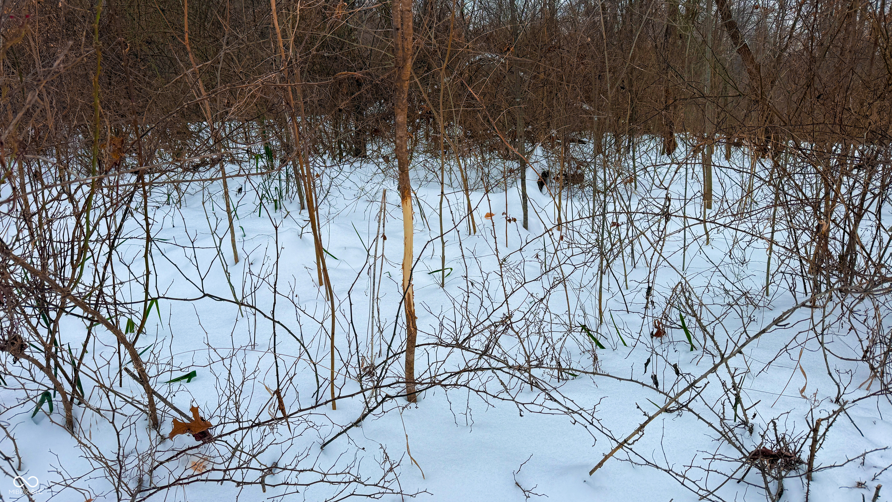 0 Wright Road Bloomfield, IN 47424 - Photo 4 of 24